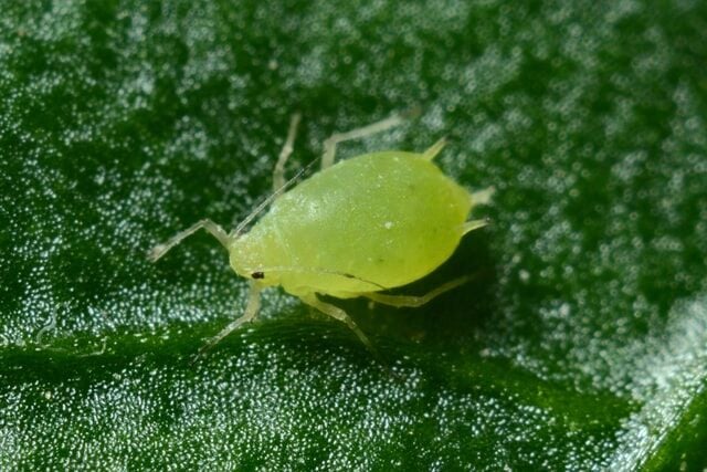 Things dust mite's allergy sufferers can do: